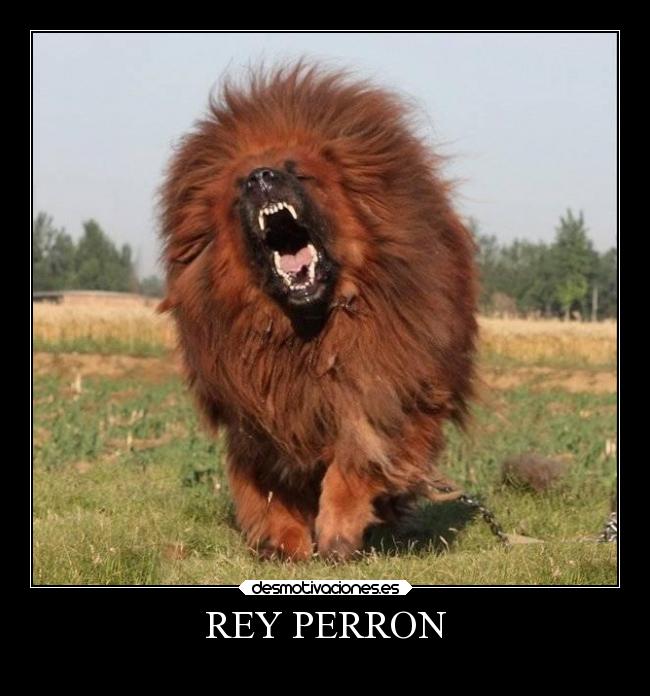 REY PERRON -