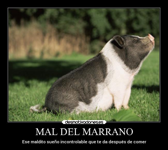 MAL DEL MARRANO - 