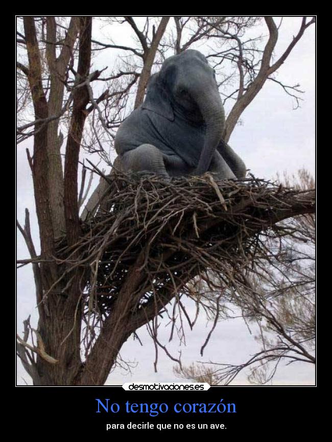 No tengo corazón - para decirle que no es un ave.