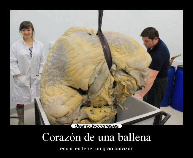 Corazón de una ballena - 