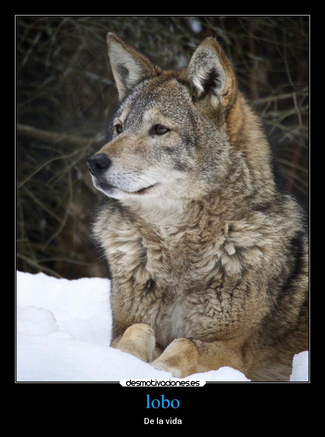 lobo - De la vida