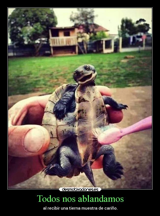 Todos nos ablandamos -