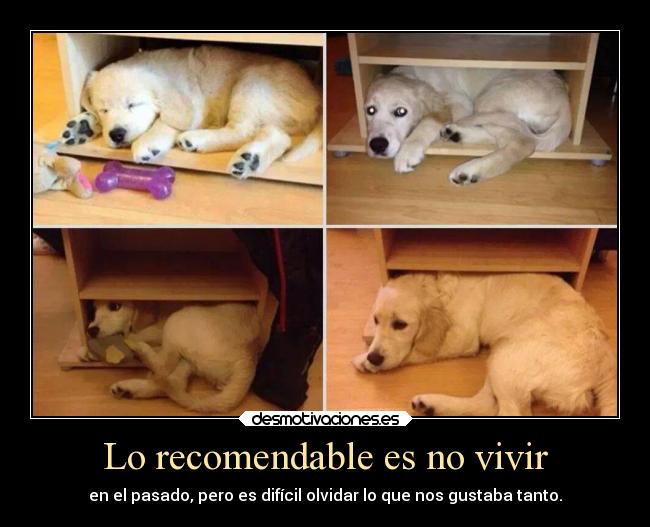 carteles distancia casa confianza ausencia animales shuttlesworth24 desmotivaciones