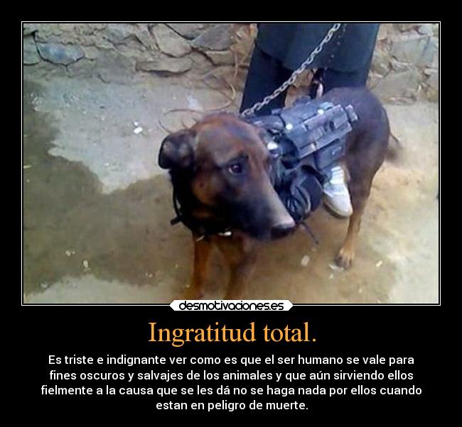 carteles dolor tristeza noticia reciente perro capturado por los talibanes crueldad desmotivaciones