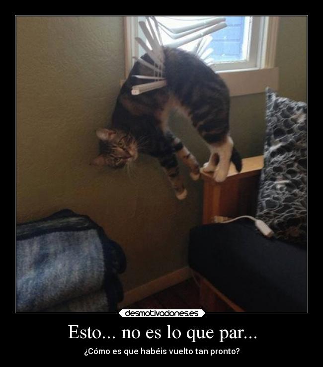 carteles familia vida memegenerator gato desmotivaciones