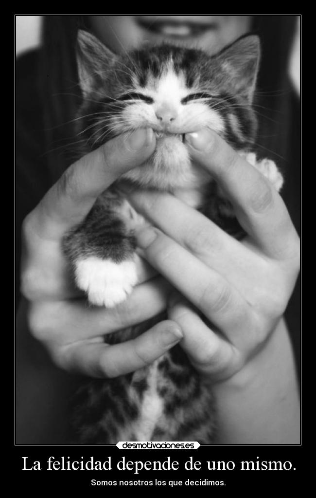 carteles felicidad risa esperanza arte amor felicidad desmotivaciones gato falsedad desmotivaciones