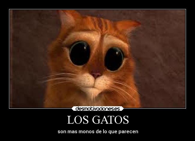 carteles gatos animales desmotivaciones