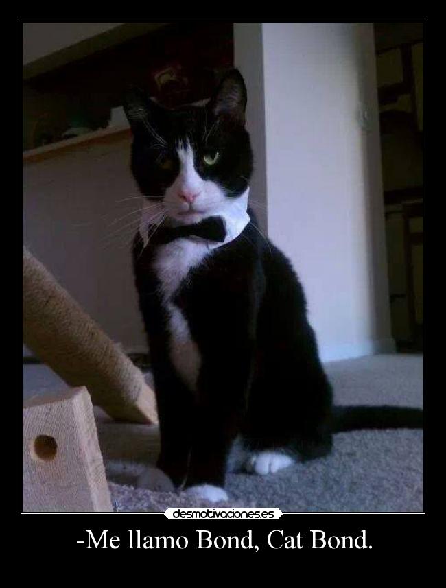 -Me llamo Bond, Cat Bond. -