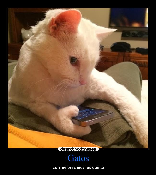 Gatos -