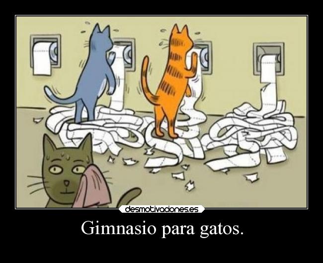 Gimnasio para gatos. - 