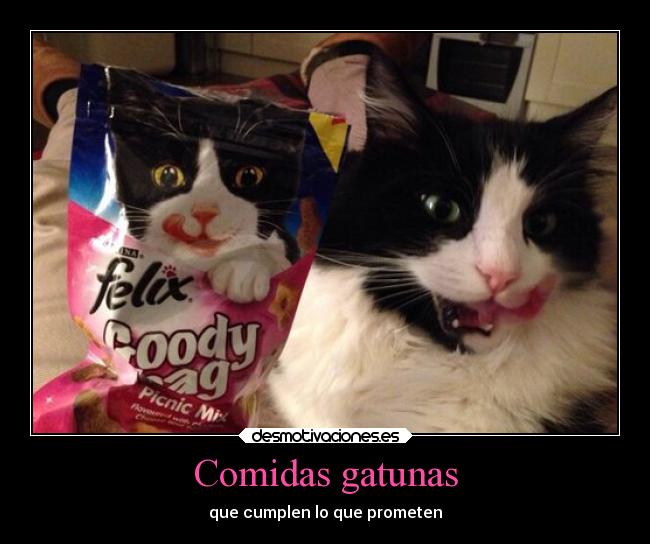 carteles gatos desmotivaciones