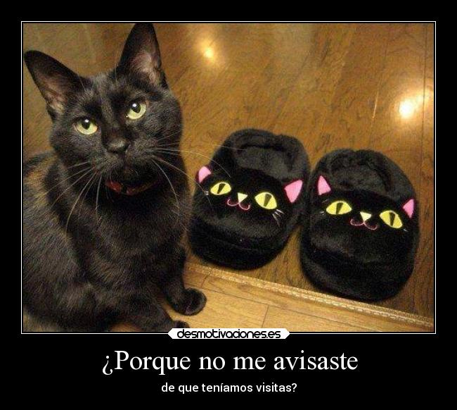 carteles gatos humor ashirogimuto7174 desmotivaciones