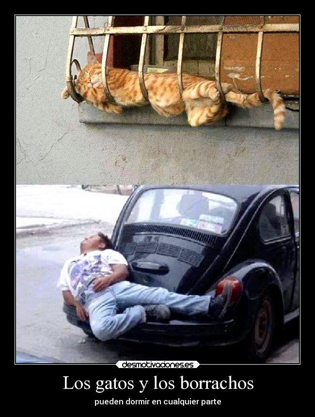 Los gatos y los borrachos -