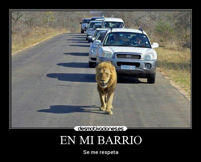 carteles gatos leones barrio shadow89 desmotivaciones