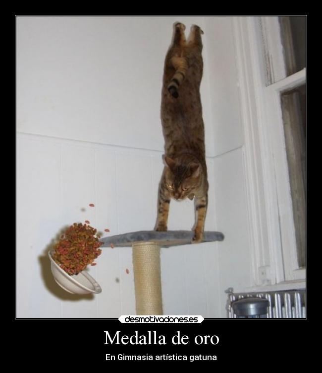 Medalla de oro - En Gimnasia artística gatuna