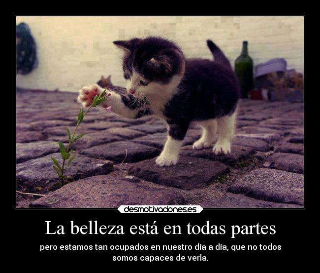 La belleza está en todas partes - pero estamos tan ocupados en nuestro día a día, que no todos
somos capaces de verla.