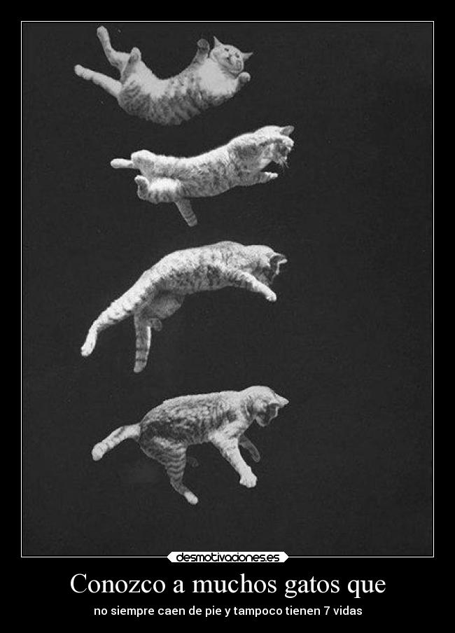 Conozco a muchos gatos que - 