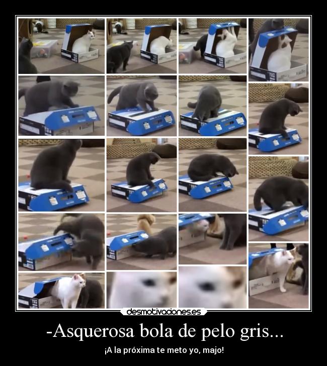 carteles graciosas gatos desmotivaciones