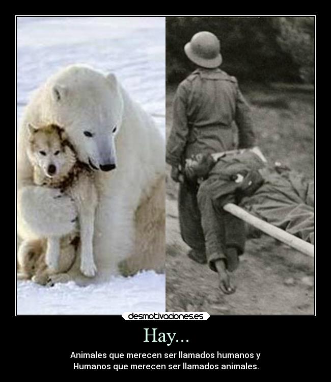 Hay... - 