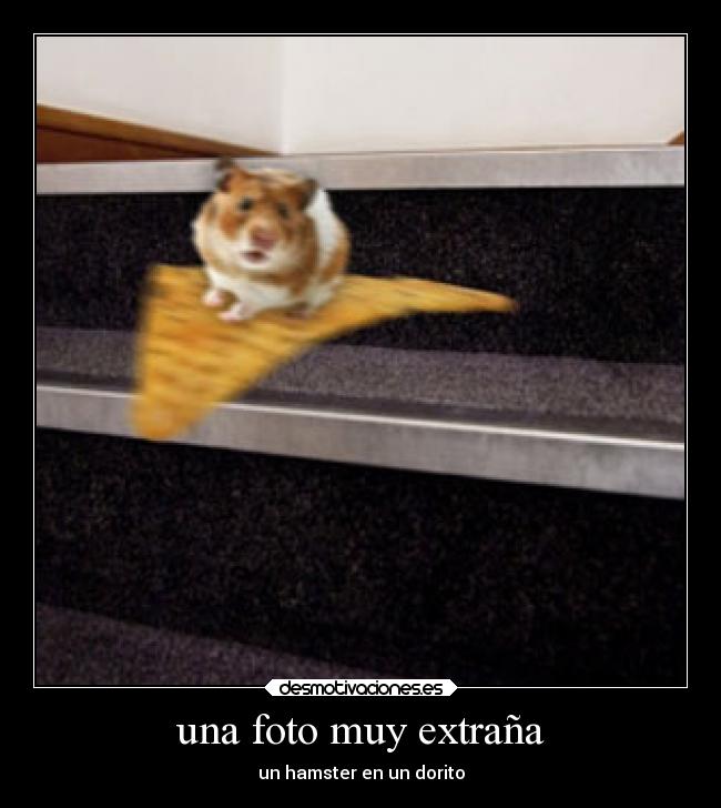 una foto muy extraña - un hamster en un dorito