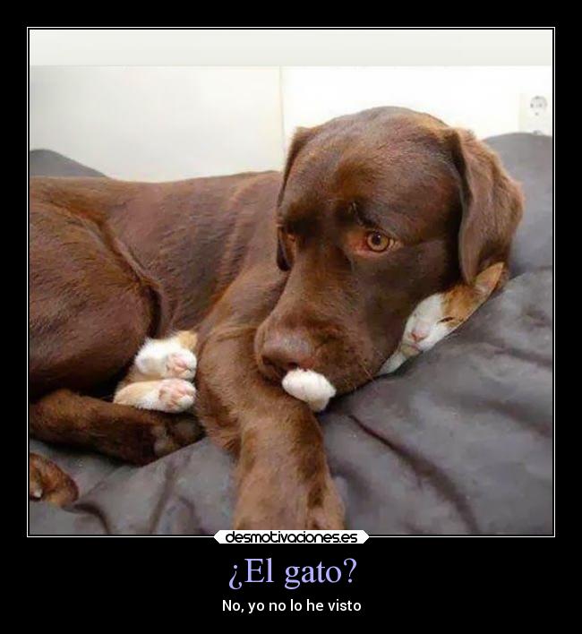 ¿El gato? -