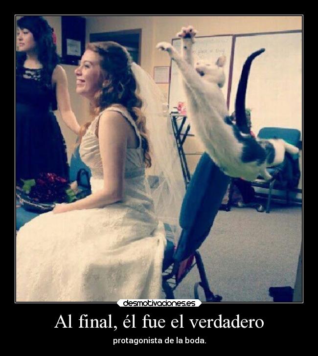 carteles humor antoniogachero gato desmotivaciones