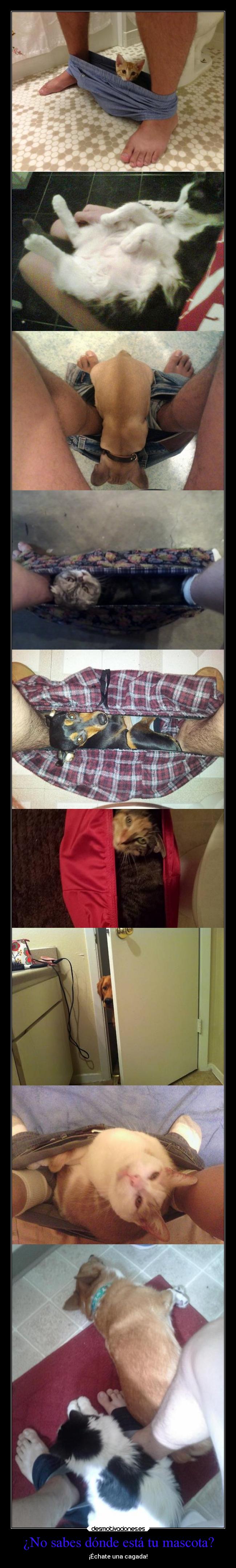 ¿No sabes dónde está tu mascota? -