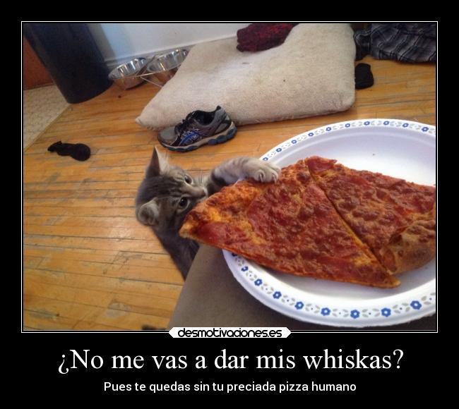 ¿No me vas a dar mis whiskas? - 
