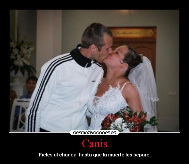 Canis - Fieles al chandal hasta que la muerte los separe.