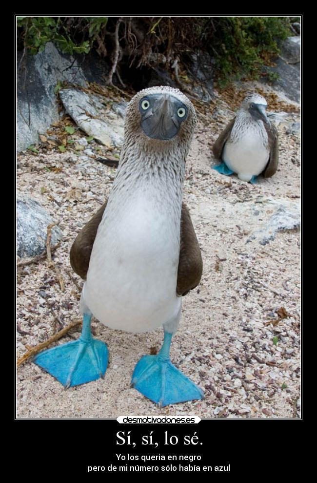 Sí, sí, lo sé. - Yo los queria en negro
pero de mi número sólo había en azul