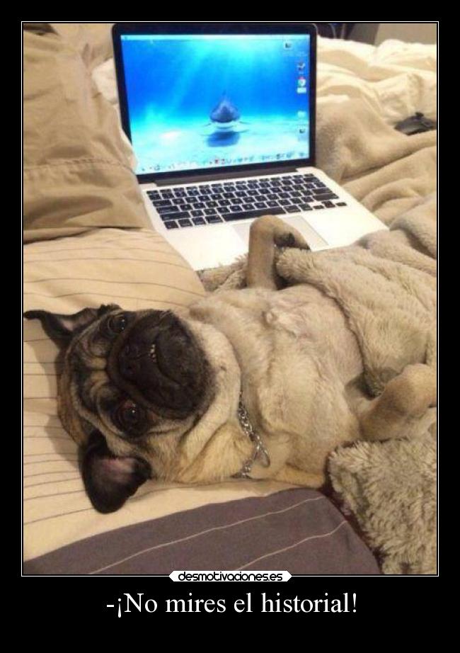 carteles humor vida historial perros desmotivaciones