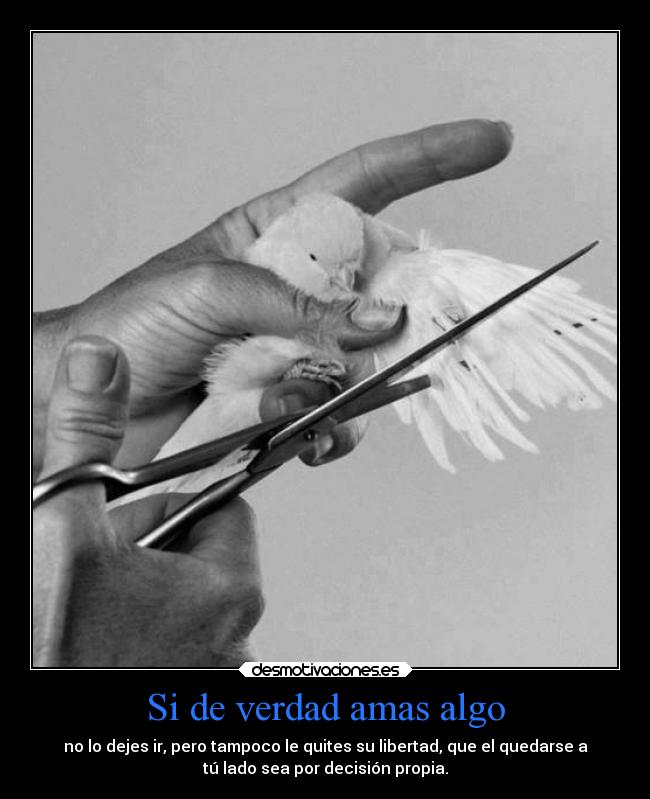 carteles libertad amor verdades desmotivaciones