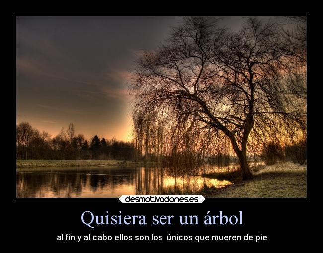 Quisiera ser un árbol - al fin y al cabo ellos son los  únicos que mueren de pie