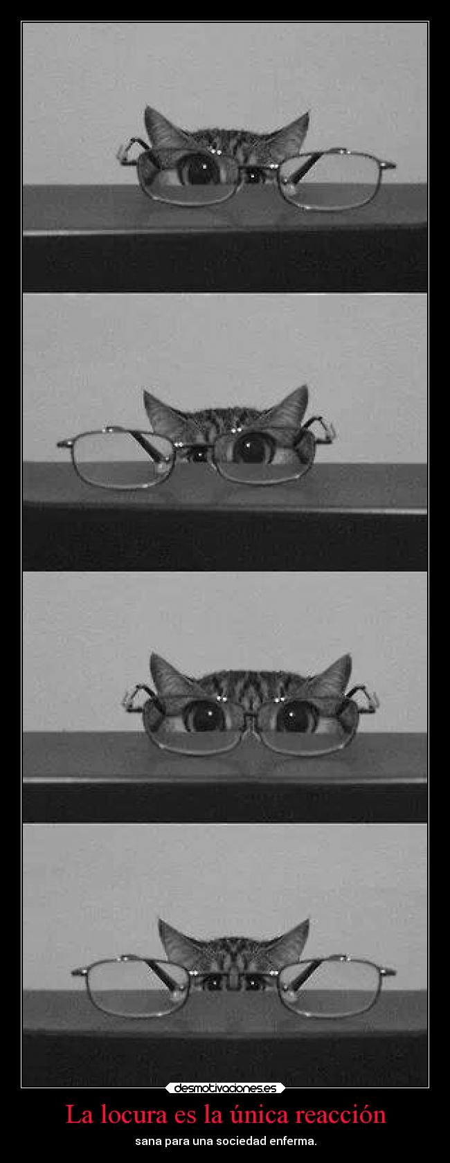 La locura es la única reacción -