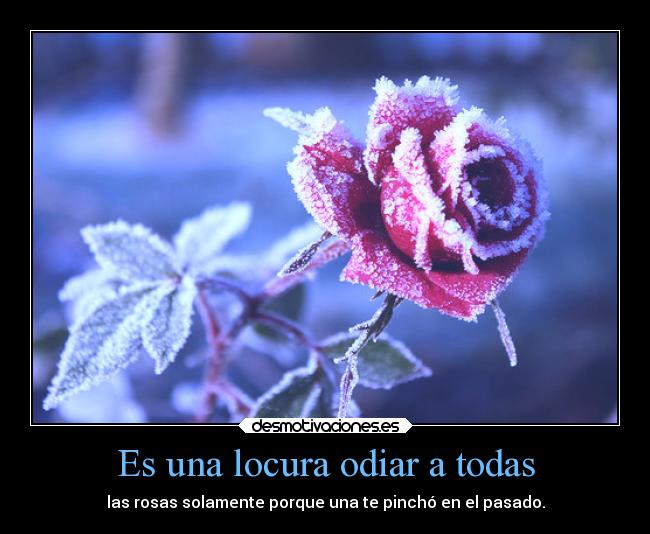 Es una locura odiar a todas -