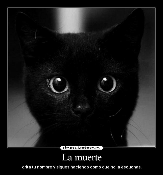 carteles muerte gatos love cats every kind cat just wanna hug all them desmotivaciones