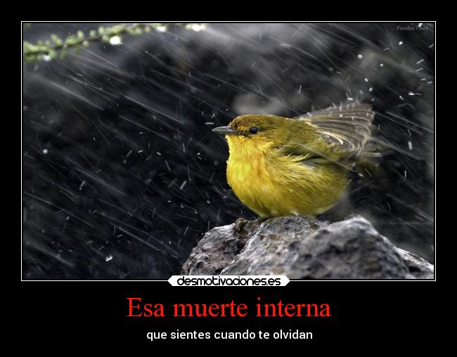 carteles muerte problemas olvidar odio muerte dolor distancia desmotivaciones deseos desamor corazon celos ausencia desmotivaciones