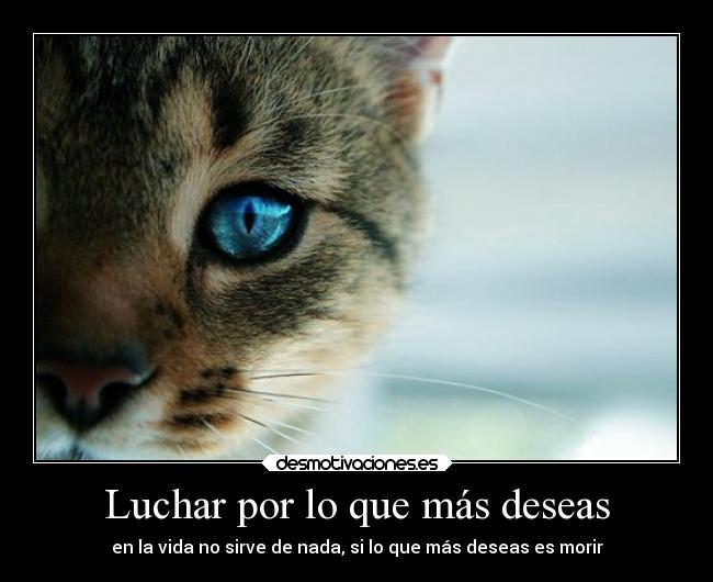 carteles muerte tristeza mundo gatos dolor desmotivaciones deseos debilidad desmotivaciones