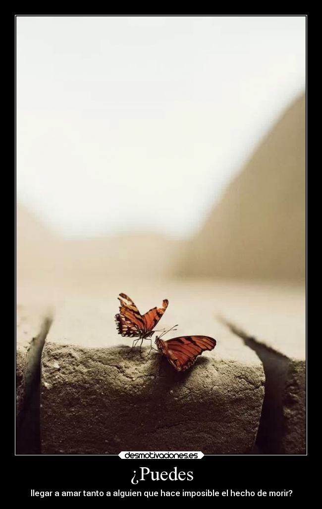 carteles mujer morir amar tantisimo preciosa desmotivaciones