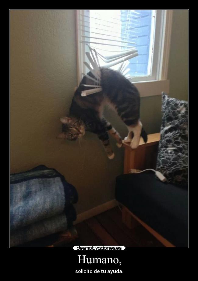 Humano, - solicito de tu ayuda.