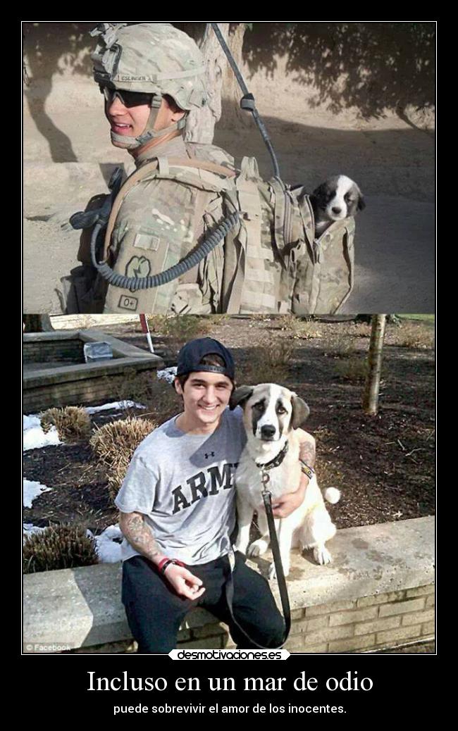 carteles odio amor vida guerra perro desmotivaciones