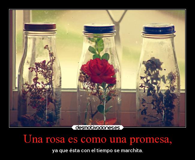 Una rosa es como una promesa, - ya que ésta con el tiempo se marchita.