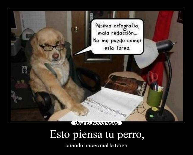 Esto piensa tu perro, - cuando haces mal la tarea.
