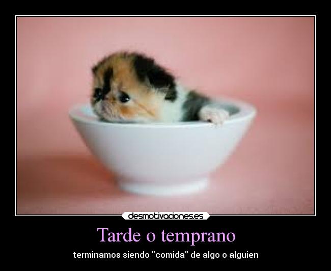 Tarde o temprano - terminamos siendo comida de algo o alguien