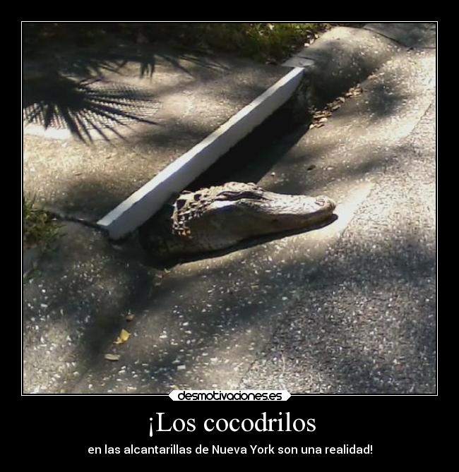 ¡Los cocodrilos - 