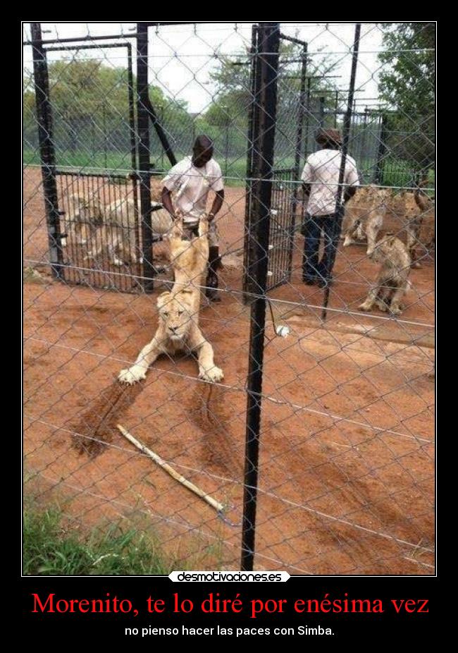 Morenito, te lo diré por enésima vez - no pienso hacer las paces con Simba.