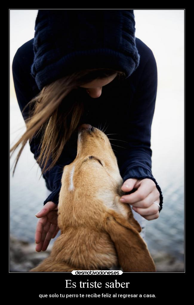 Es triste saber - que solo tu perro te recibe feliz al regresar a casa.