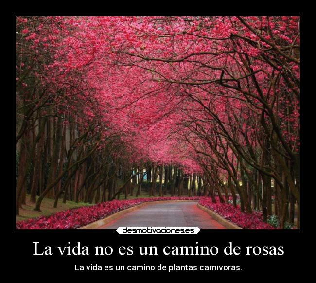 La vida no es un camino de rosas - 