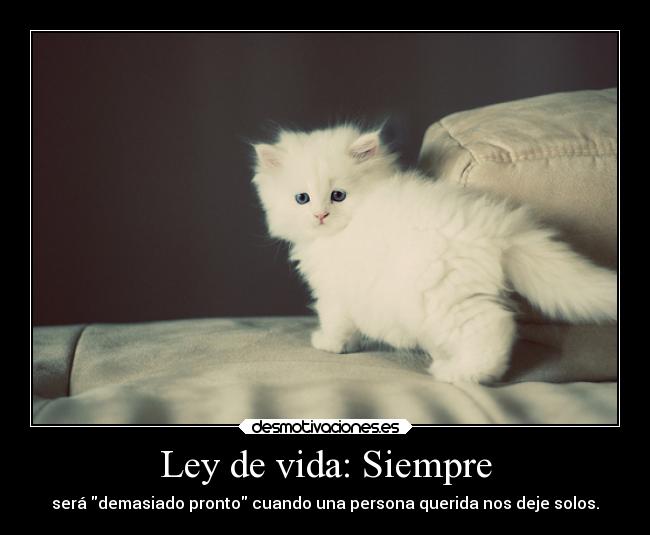 carteles vida esperanza vida inocencia ser querido marcha blanco desmotivaciones