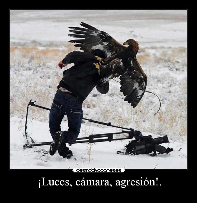 ¡Luces, cámara, agresión!. -